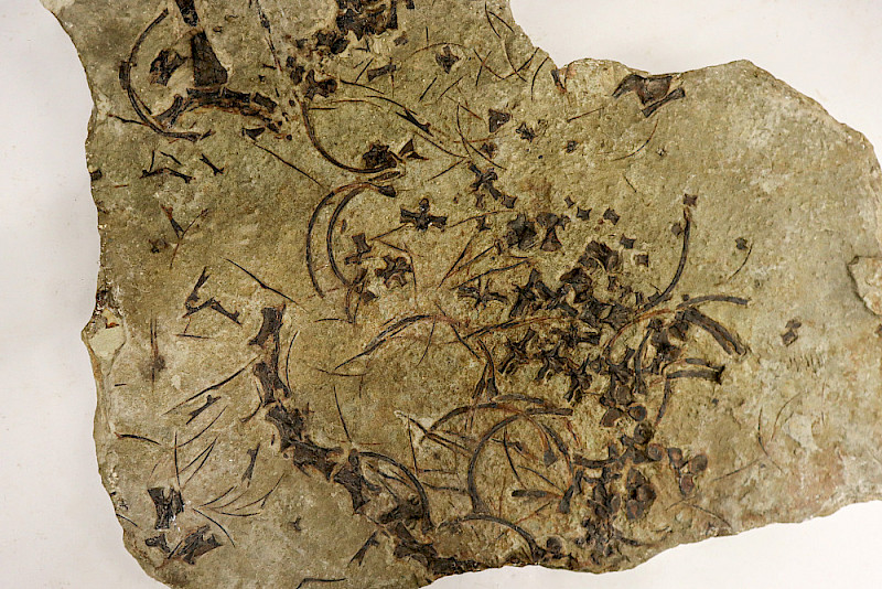 Fossil des langhalsigen Meeressauriers Trachelosaurus fischeri